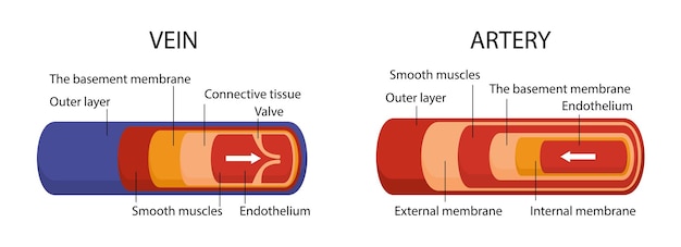 Artery and vein structure concept medical infographics and educational materials biology and anatomy