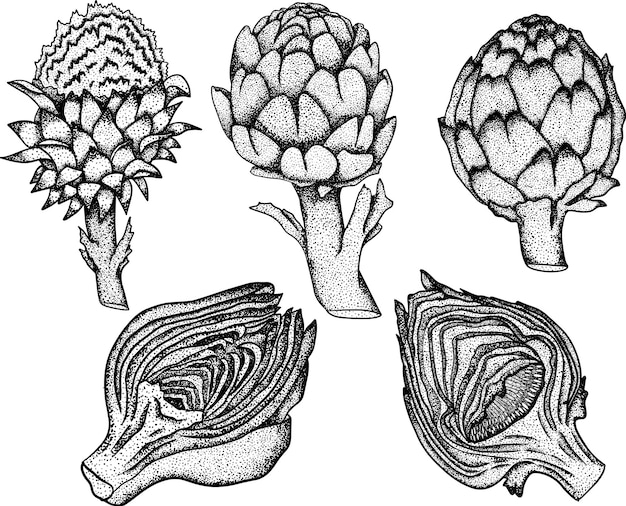 アーティチョークのつぼみ健康的な新鮮な農場の野菜