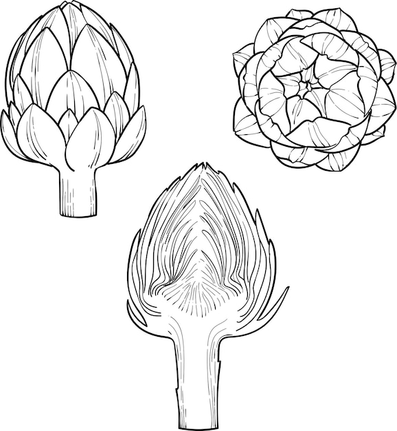 Vector artichoke engraving sketch style hand drawn vector illustration organic vegetarian product