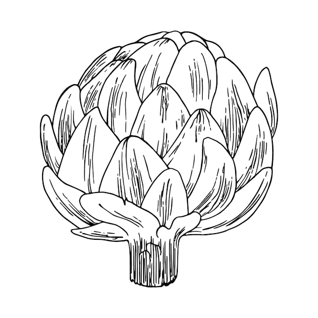 Vector artichoke plant for eating improve bowel function doodle linear cartoon