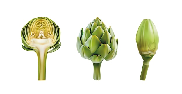 Vector artichoke realistic 3d vector illustration set. shiny, glossy artichokes cutted half of artichoke