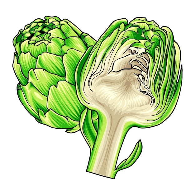 Premium Vector | Artichoke vector with full color