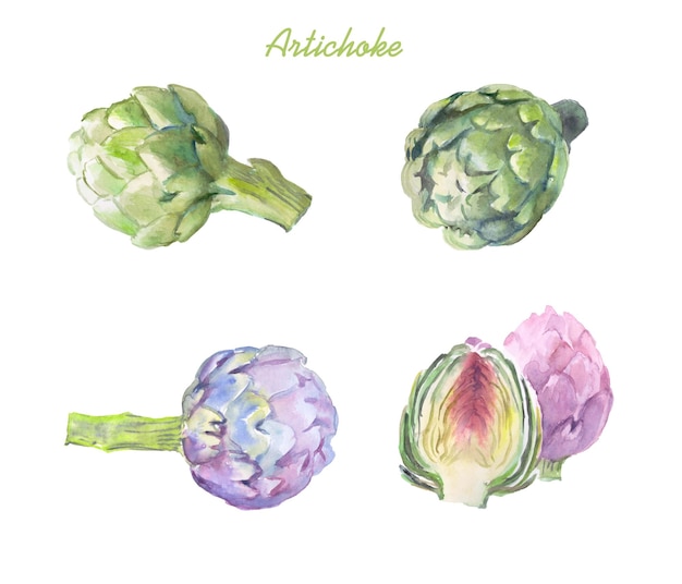 Artichoke, watercolor illustration, food