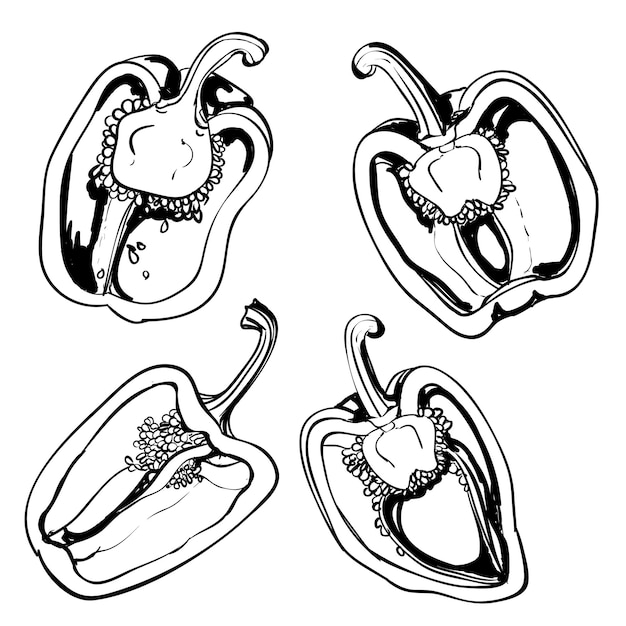 Artistic hand drawn sketches of bell peppers and paprika. vector set