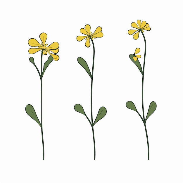 Vector artistic interpretation of a cowslip in an outline style