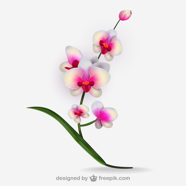 Vector artistic white orchid vector
