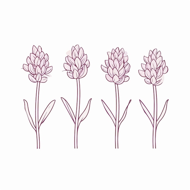 Vector artistieke interpretatie van een hyacint in een schetsstijl