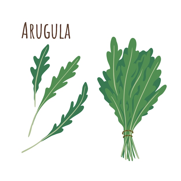 벡터 arugula 무리와 별도의 나뭇가지가 허브의 매운 컬렉션입니다. 플랫 스타일. 벡터 일러스트 레이 션