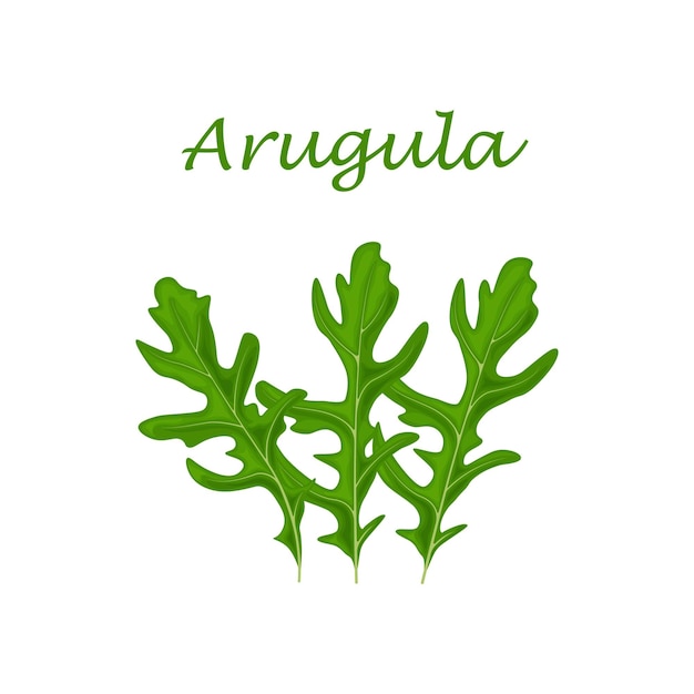 Arugula Green arugula leaves A spicy medicinal herb for seasoning Vector illustration isolated on a white background