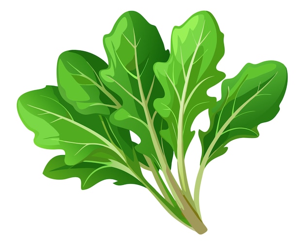 arugula vector illustration on white background
