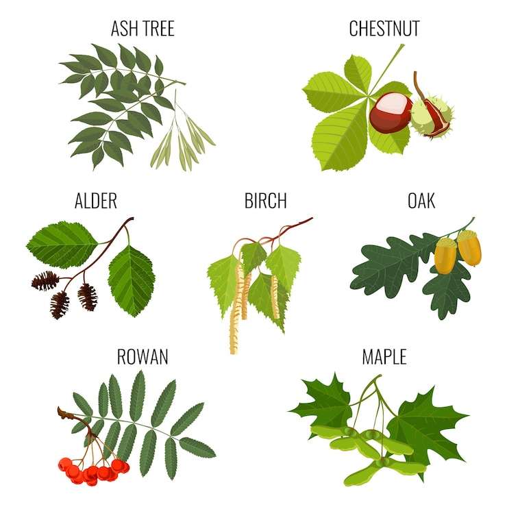 Vector ash tree leaves, brown chestnut, green alder, birch buds and maple keys or samara, oak with acorns, red rowan berries isolated on white background. realistic detailed  illustration