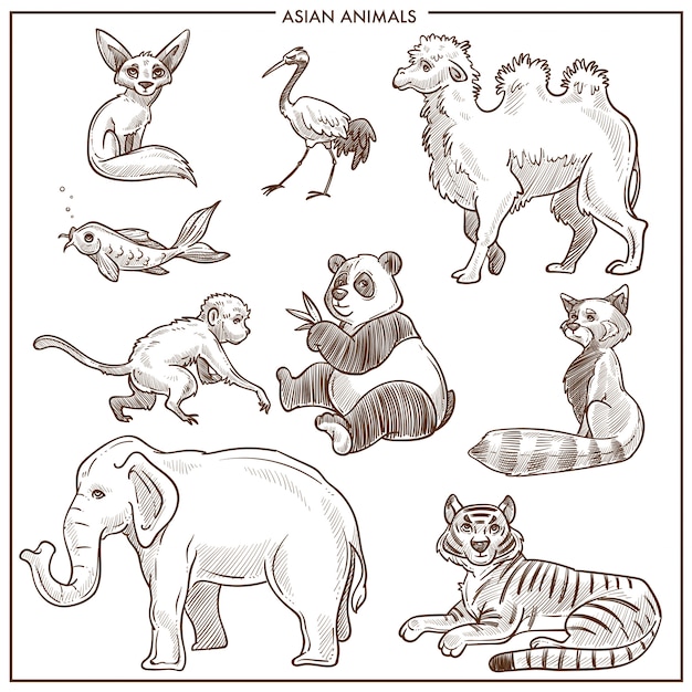 Asian animals and birds vector sketch