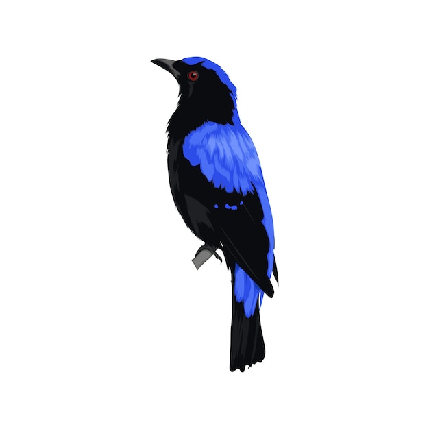 Vector asian fairy bluebird