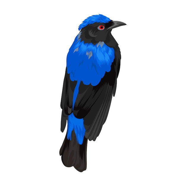 Vector asian fairy bluebird