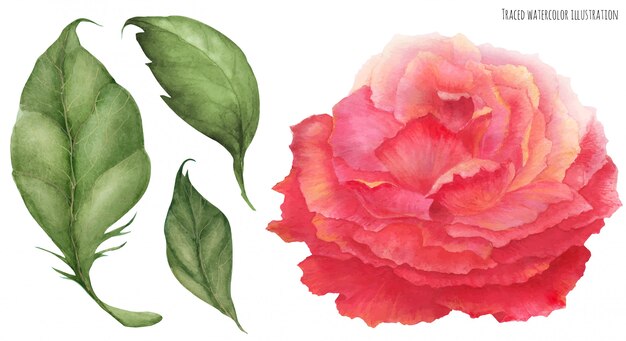 Asian pink rose watercolor