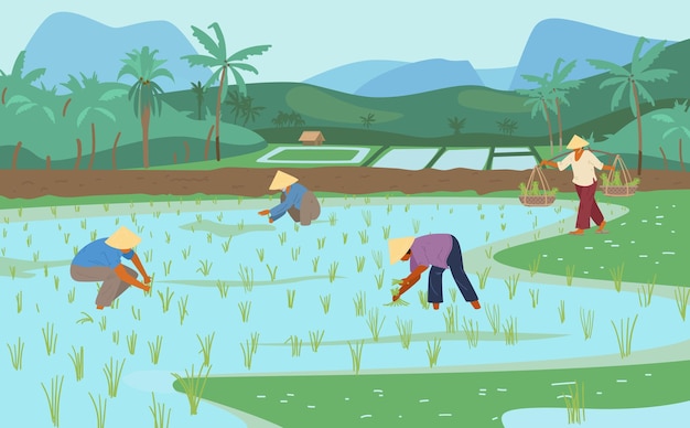 Vector asian rice fields with workers in conical straw hats. traditional agriculture.