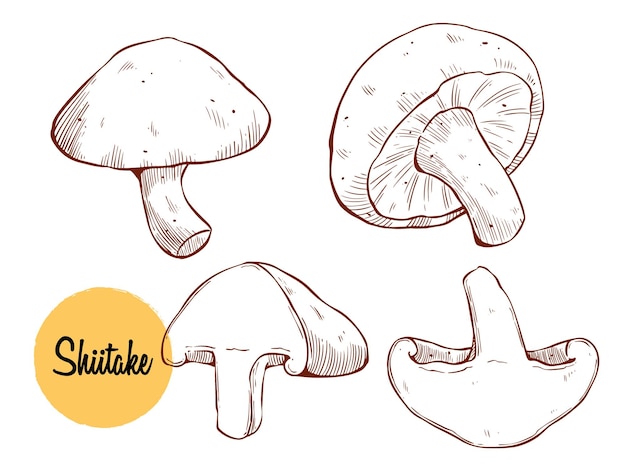 Азиатские грибы шиитаке или грибы, нарисованные вручную векторной иллюстрацией