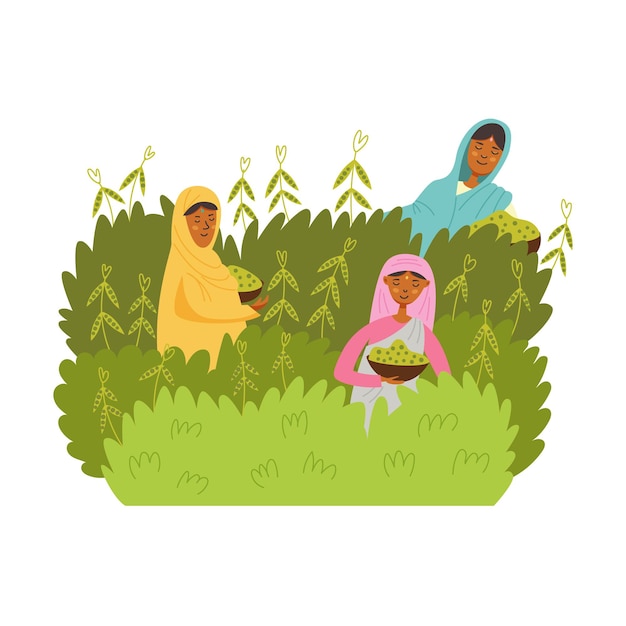 Asian women harvest green peas mung bean. The girls are harvesting vegetables from green bushes. Agricultural production. Modern vector illustration