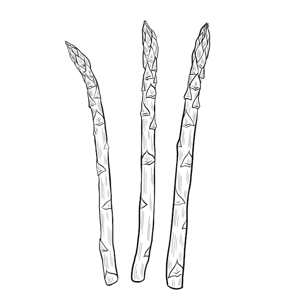 Vector asparagus hand drawn vector isolated on white sprouts bunch set sketch sparrow grass line art