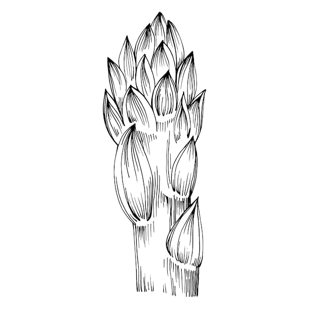 Premium Vector Asparagus isolated hand drawn illustration