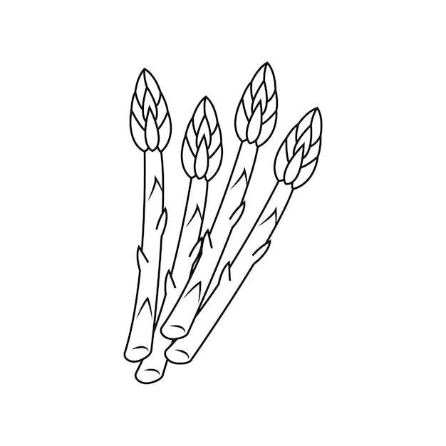 Vector asparagus line art