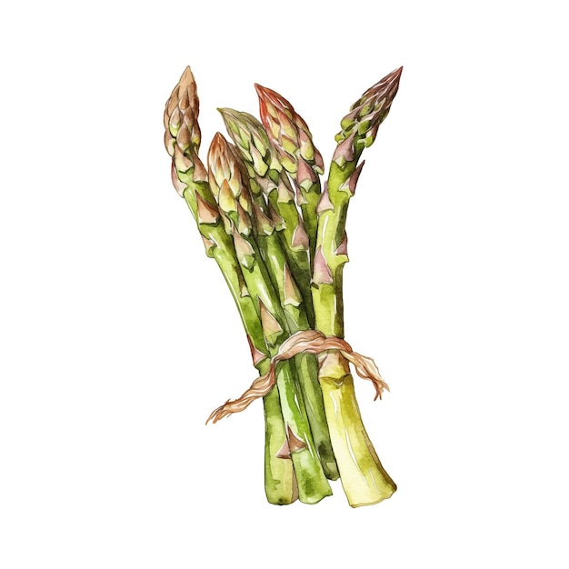 Asparagus watercolor paint