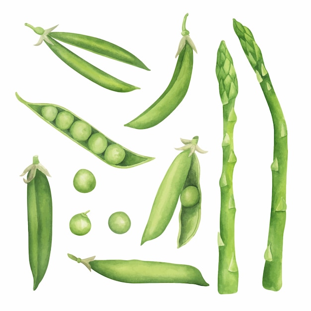 Asperges en groene erwten aquarel illustratie Voedsel hand getekende clipart collectie Botanische elementen clipart set Keuken kunst