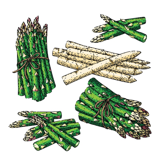 Asperges groen wit voedsel set schets hand getekende vector