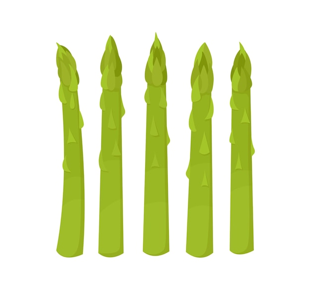 Asperges groene spruiten gezonde voeding vectorillustratie van groenten