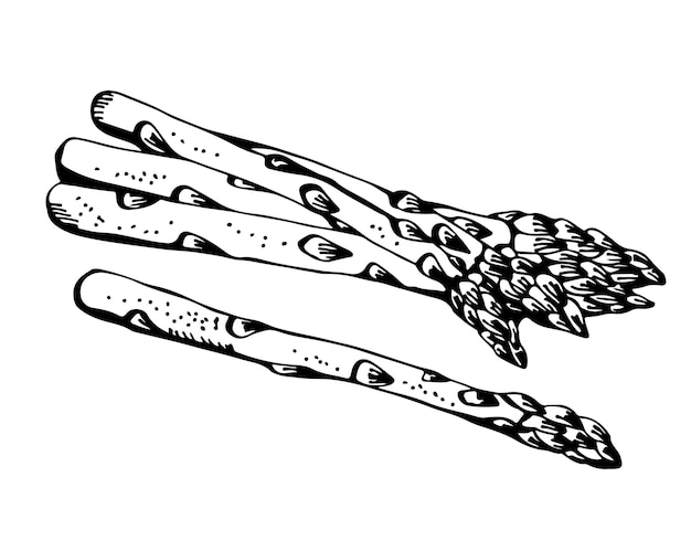 Asperges vector tekening illustratie geïsoleerd op een witte achtergrond