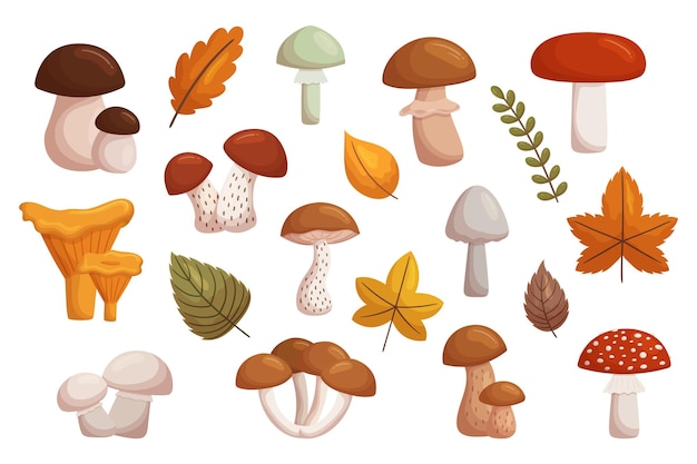 Vector assorted forest mushrooms a diverse set of edible and poisonous fungi found in woodland areas cartoon illustration