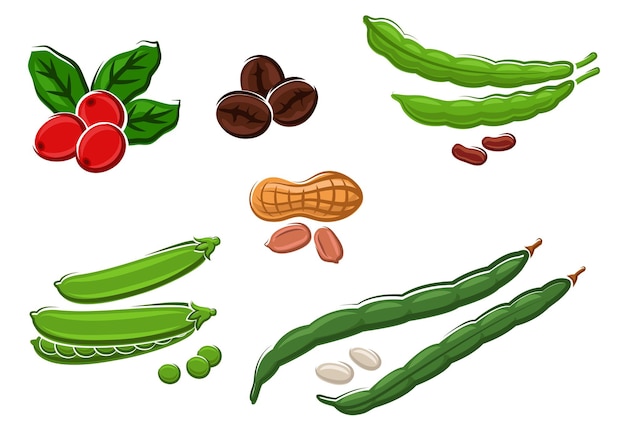 Vector assorted fresh legumes with peas, runner and kidney beans, peanuts in their pods and coffee beans. isolated on white, vector