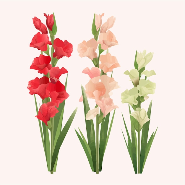 Vector assortment of modern and trendy gladiolus flower vector designs for a contemporary style