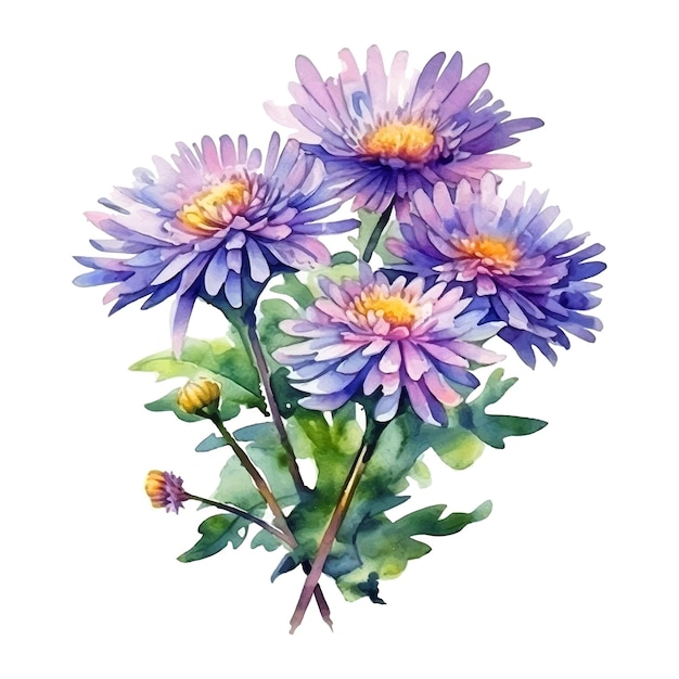 Vector aster bloemen aquarel verf