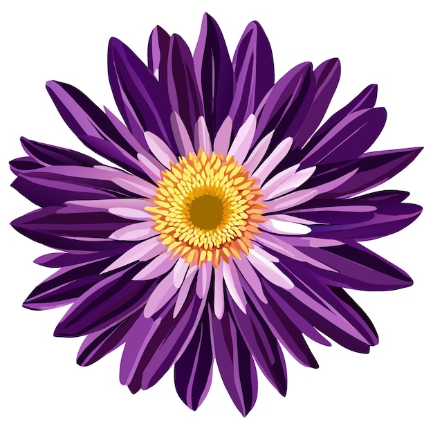 Vector aster flower isolated on white september birth month flower aster