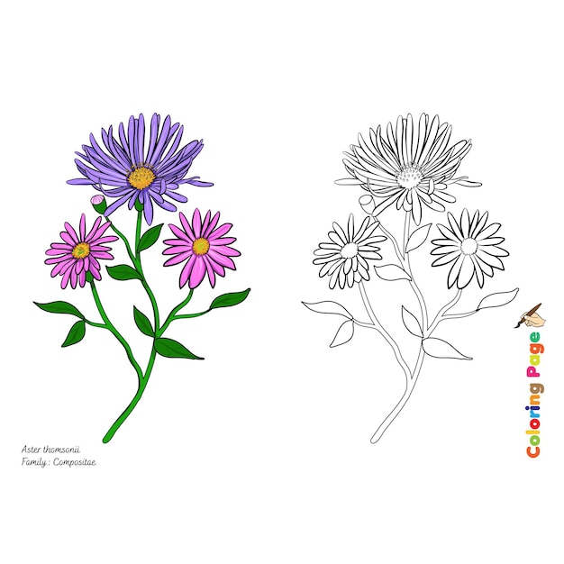 Vettore illustrazioni per colorare il fiore aster thomsonii