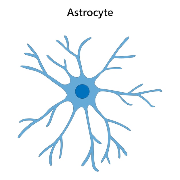 Illustrazione vettoriale delle cellule gliali degli astrociti