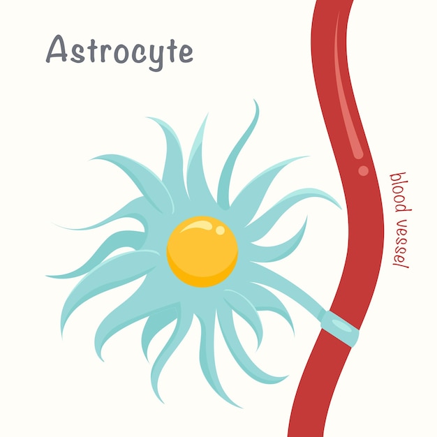 ベクトル アストロサイトまたはアストログリアグリア細胞神経学ベクトルイラストグラフィック