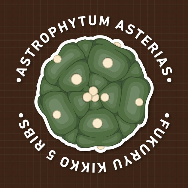 Astrophytum asterias fukuryu kikko 5 costole