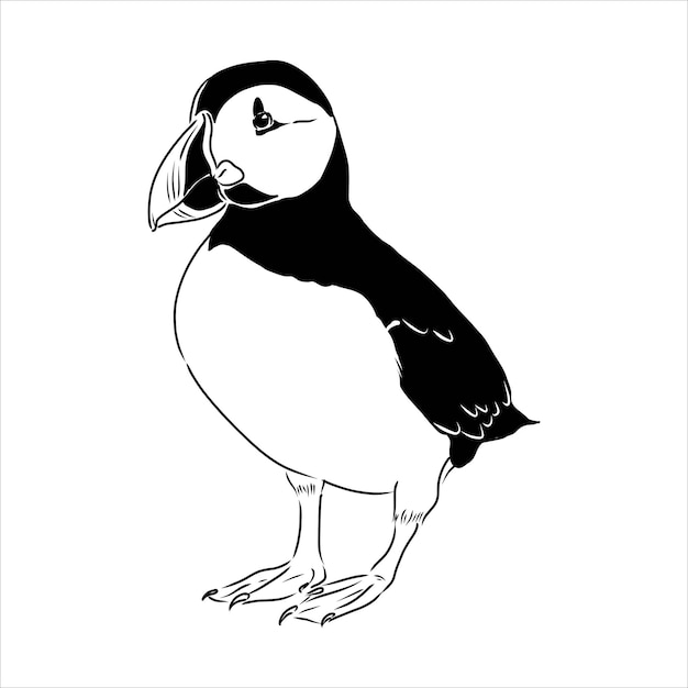 Atlantic puffin or common puffin illustration drawing engraving ink line art vector