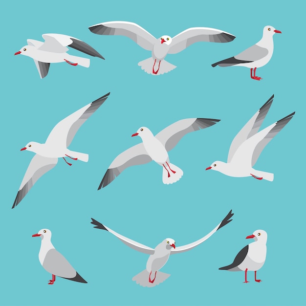 Vector atlantic seagulls in cartoon style. pictures of birds in different poses