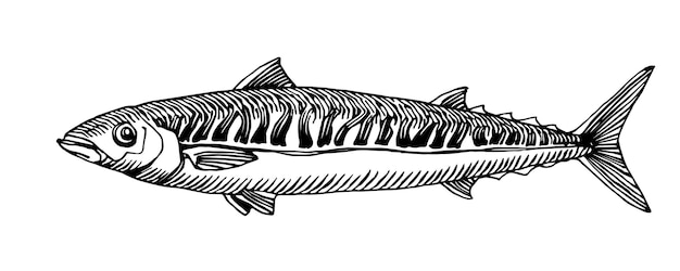 Atlantische makreel commerciële vis heerlijke zeevruchten Vectorillustratie in zwarte inkt