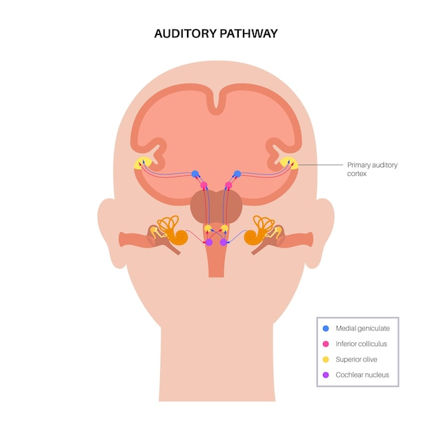Auditieve weg van de receptoren in het orgaan van corti van het binnenoor naar de hersenvector