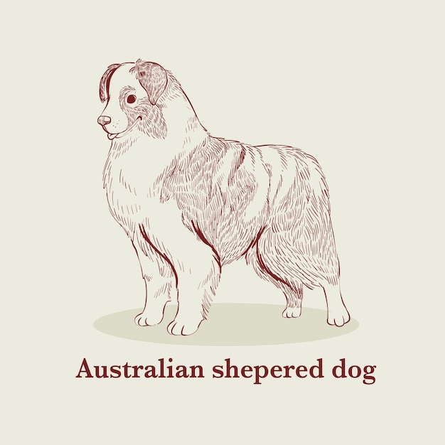 Vector australia shepered dog