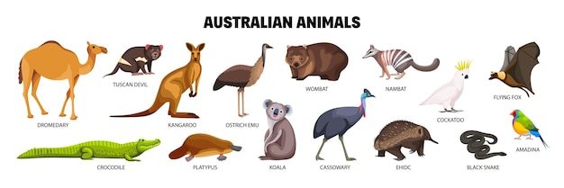 Vector australian animals flat set with crocodile cockatoo amadina numbat snake cassowary dromedary koala isolated vector illustration