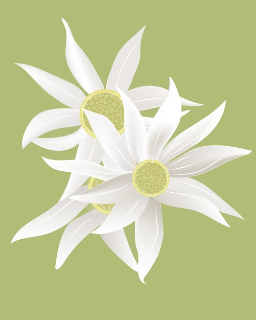 Vector australian flannel flower