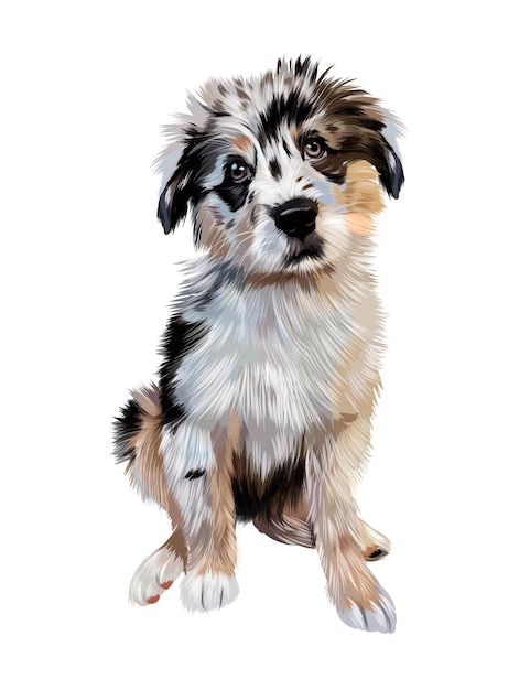 Vector australian shepherd dog sitting from multicolored paints colored drawing vector illustration of pa
