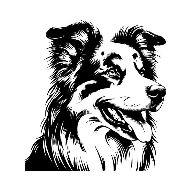 Vector australian shepherd dog vector