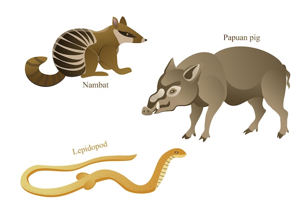 Vector australië nambat lepidopod papoea varken