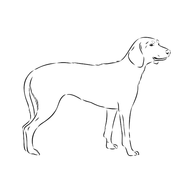 ベクトル オーストリアの黒と黄褐色の猟犬オーストリア ブランドブラッケ ベクトル